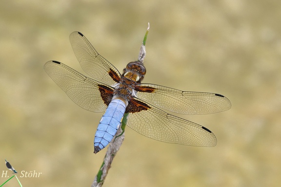 Plattbauch (Libellula depressa)